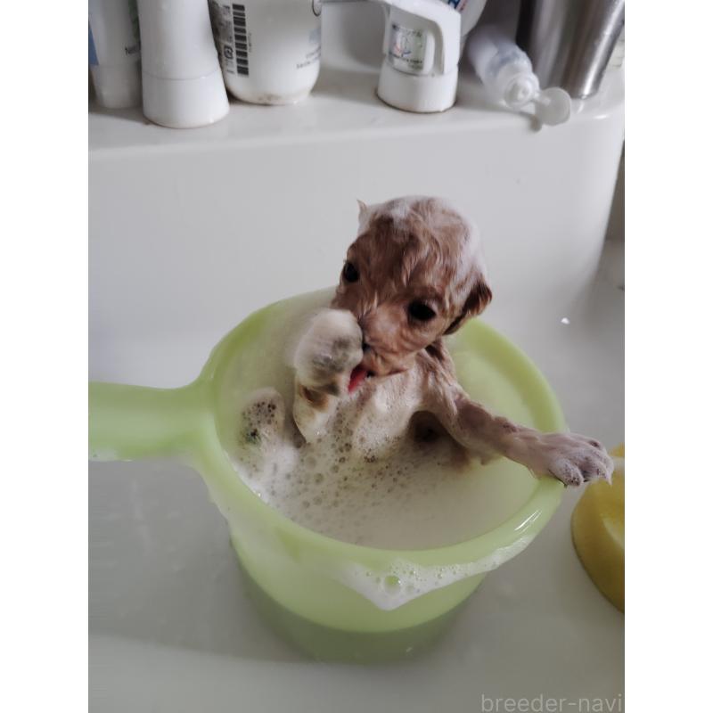 販売中の愛知県のマルプー:マルチーズ×トイプードル-447407の2枚目