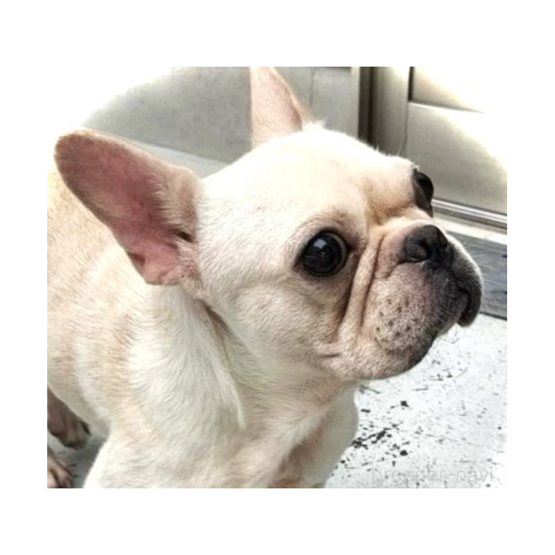 シェリーちゃん1枚目