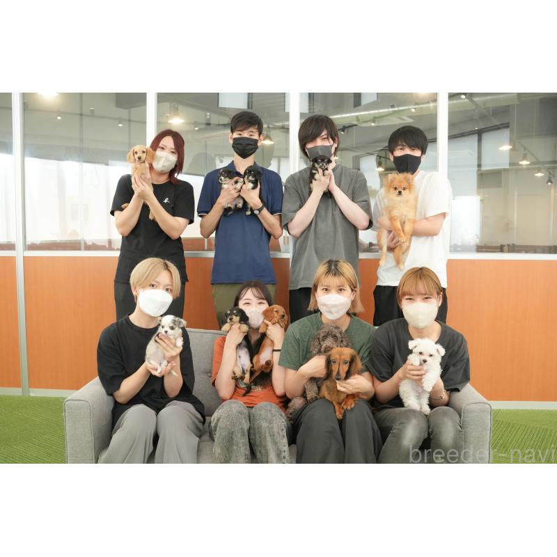 販売中の茨城県のミックス犬-446115の2枚目