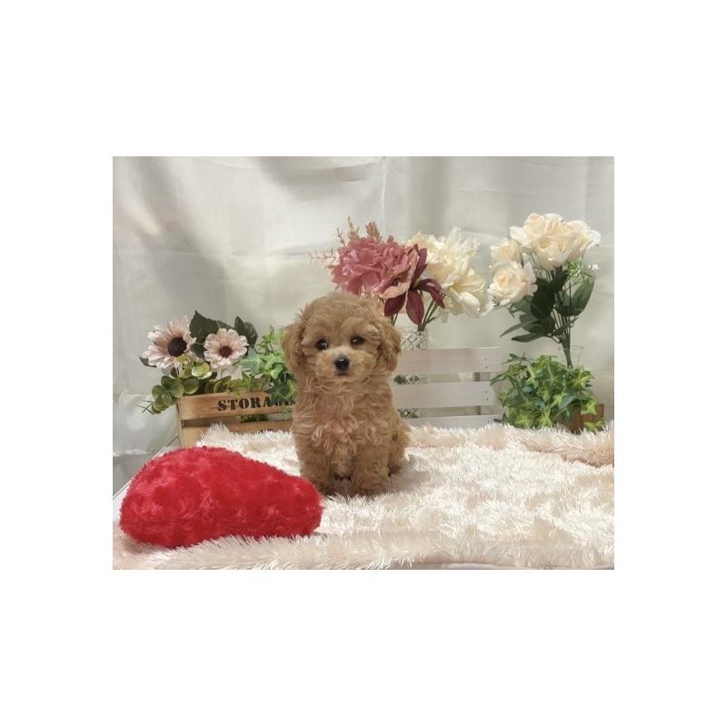 販売中の兵庫県のティーカッププードル-447406