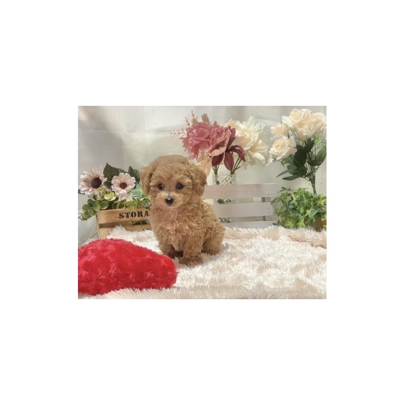 販売中の兵庫県のティーカッププードル-447406の4枚目