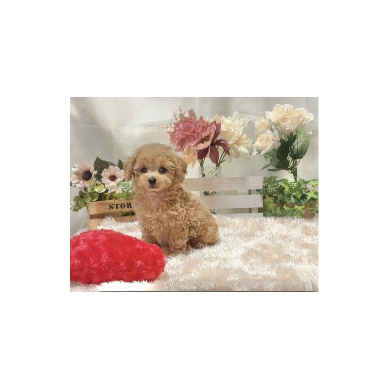 販売中の兵庫県のティーカッププードル-447406の3枚目