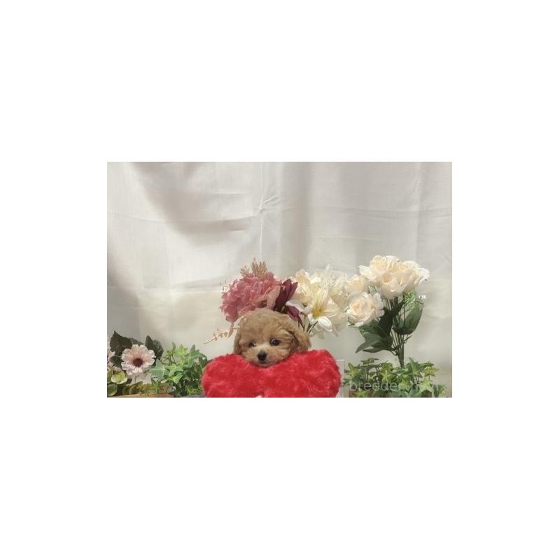 販売中の兵庫県のティーカッププードル-447406の2枚目