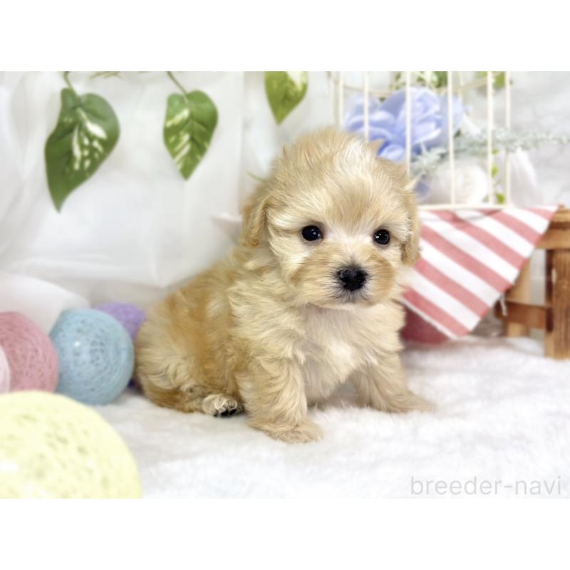 販売中の滋賀県のマルプー:マルチーズ×トイプードル-447410の3枚目