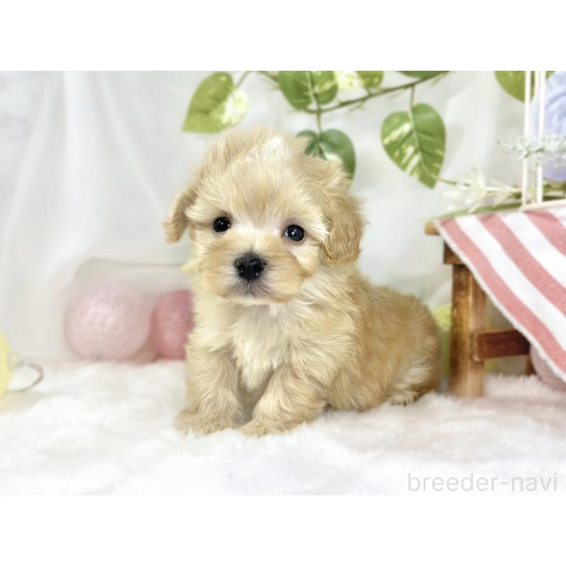 販売中の滋賀県のマルプー:マルチーズ×トイプードル-447410の2枚目