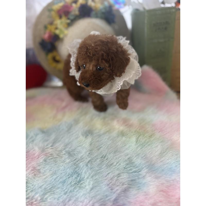 成約済の宮崎県のタイニープードル-447409の3枚目