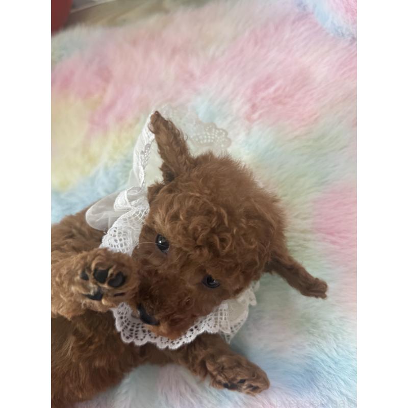 成約済の宮崎県のタイニープードル-447409の2枚目