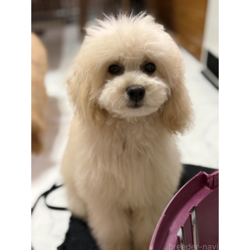 販売中の茨城県のミックス犬-429921の3枚目