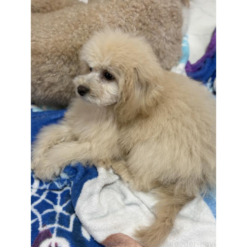 販売中の茨城県のミックス犬-429921の2枚目