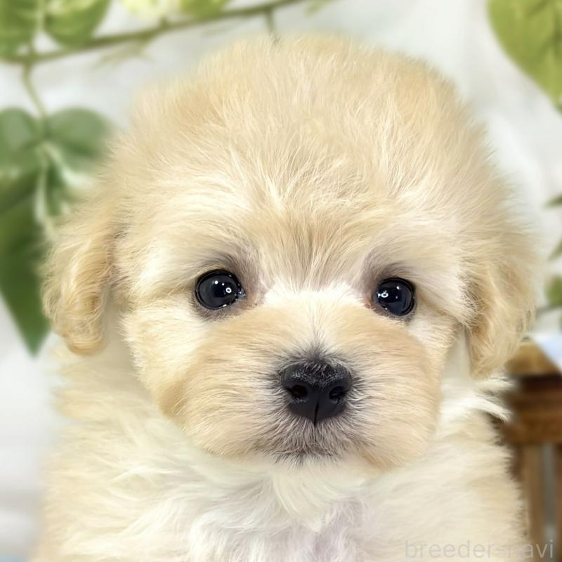 販売中の滋賀県のマルプー:マルチーズ×トイプードル-447413の1枚目