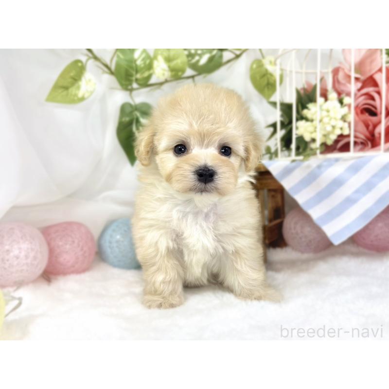 販売中の滋賀県のマルプー:マルチーズ×トイプードル-447413の4枚目