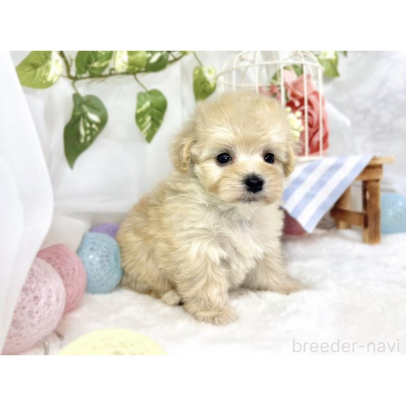 販売中の滋賀県のマルプー:マルチーズ×トイプードル-447413の3枚目