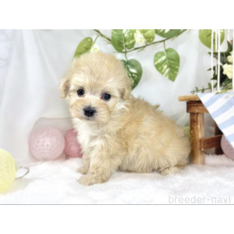 販売中の滋賀県のマルプー:マルチーズ×トイプードル-447413の2枚目