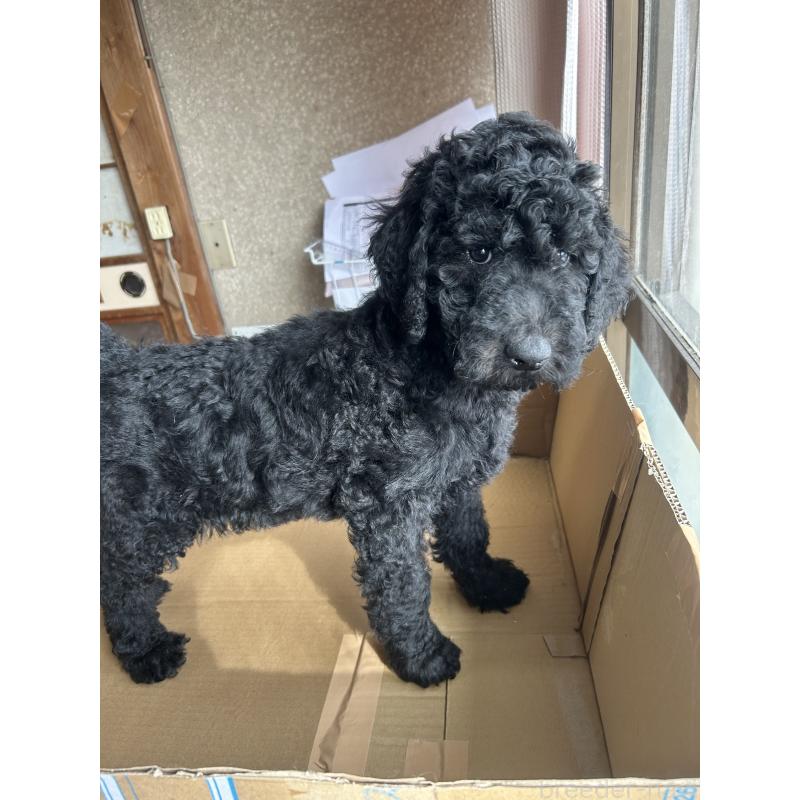 販売中の愛知県のスタンダードプードル-444463