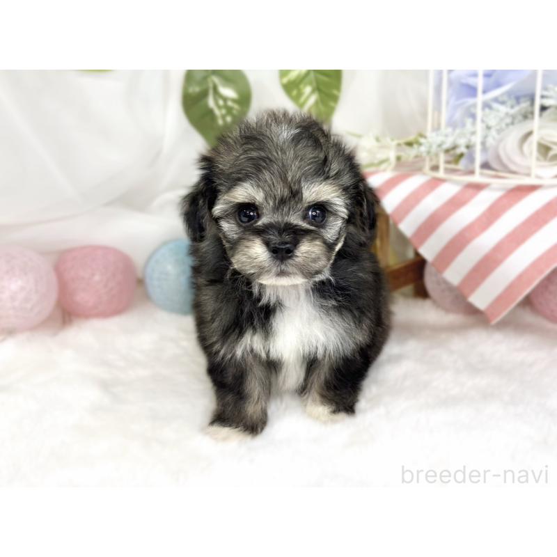 販売中の滋賀県のチワプー:チワワ×トイプードル-447414の4枚目