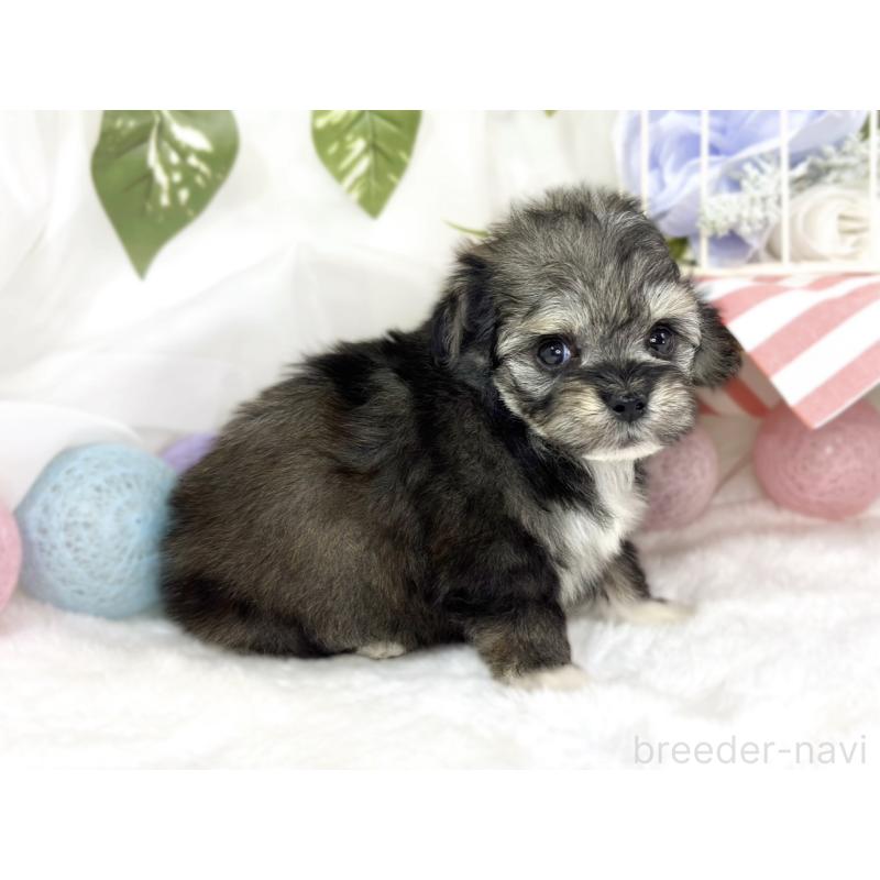 販売中の滋賀県のチワプー:チワワ×トイプードル-447414の3枚目