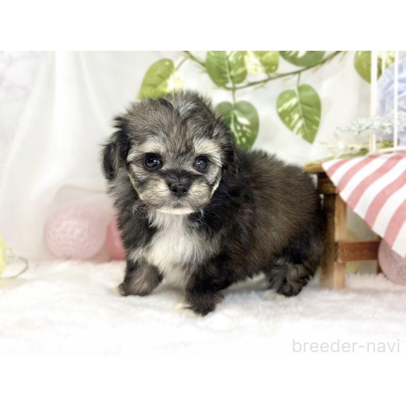 販売中の滋賀県のチワプー:チワワ×トイプードル-447414の2枚目