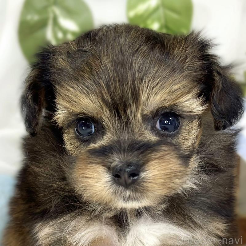 販売中の滋賀県のチワプー:チワワ×トイプードル-447416