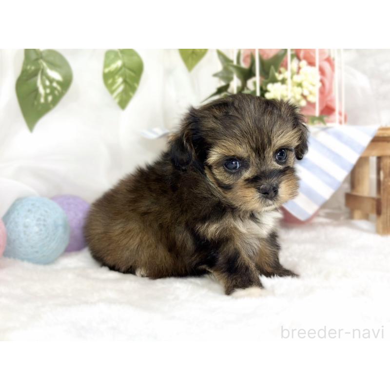 販売中の滋賀県のチワプー:チワワ×トイプードル-447416の3枚目