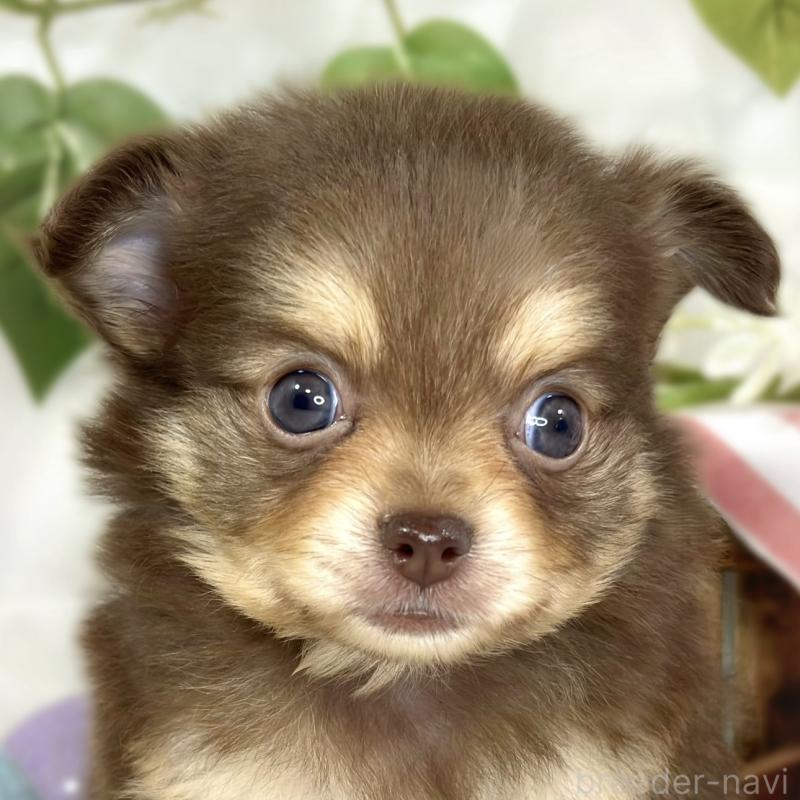 販売中の滋賀県のポメチワ:ポメラニアン×チワワ-447417