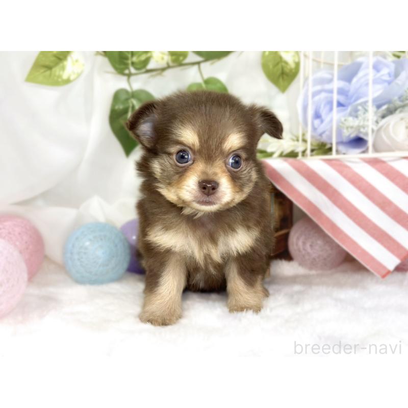 販売中の滋賀県のポメチワ:ポメラニアン×チワワ-447417の4枚目