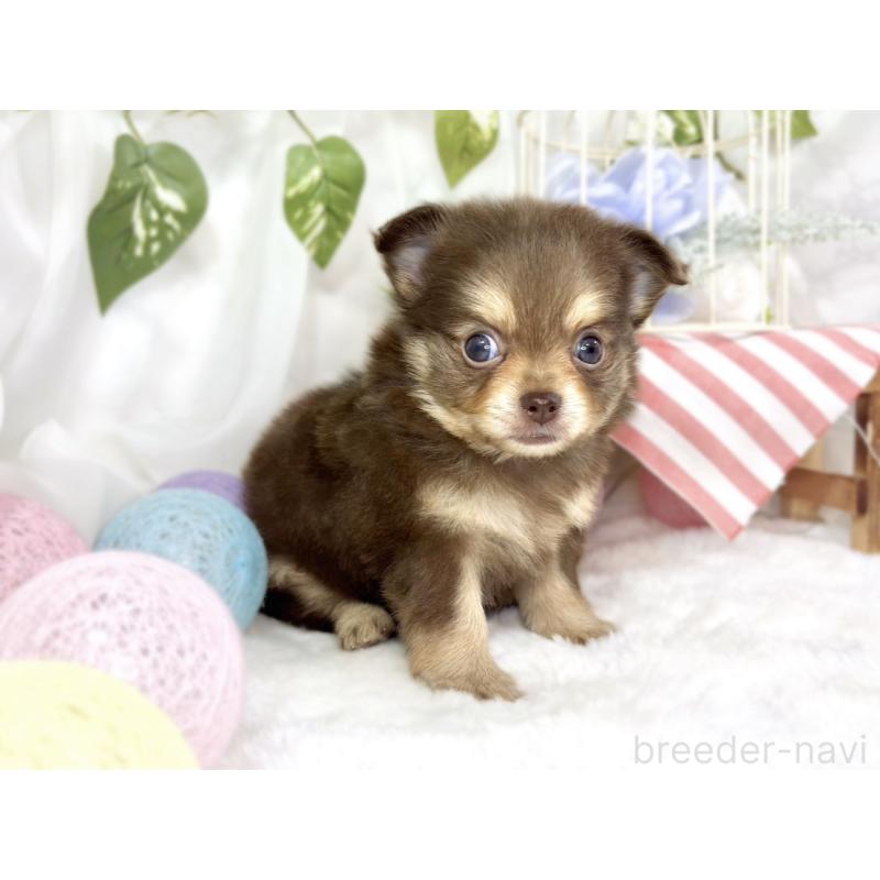 販売中の滋賀県のポメチワ:ポメラニアン×チワワ-447417の3枚目