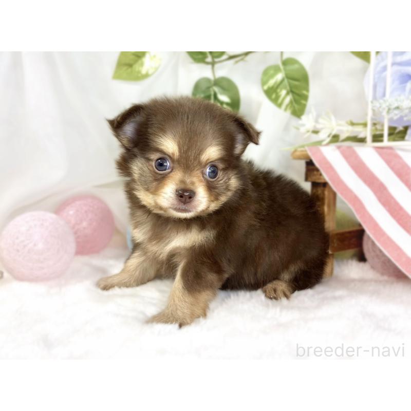 販売中の滋賀県のポメチワ:ポメラニアン×チワワ-447417の2枚目