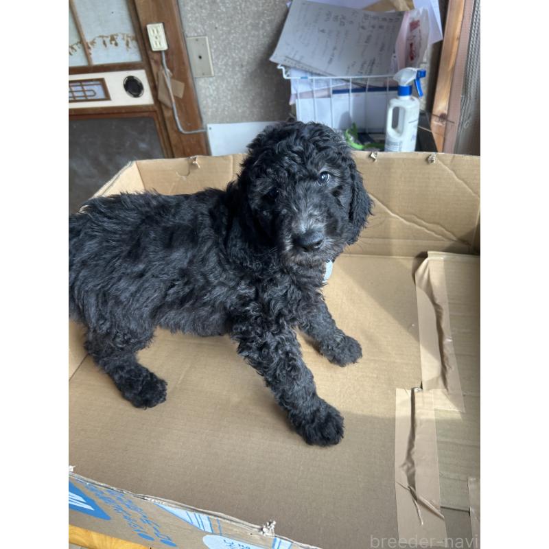 販売中の愛知県のスタンダードプードル-444466