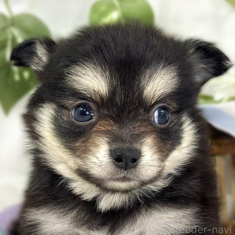 販売中の滋賀県のポメチワ:ポメラニアン×チワワ-447418の1枚目