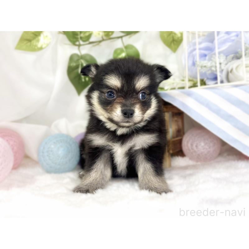 販売中の滋賀県のポメチワ:ポメラニアン×チワワ-447418の4枚目
