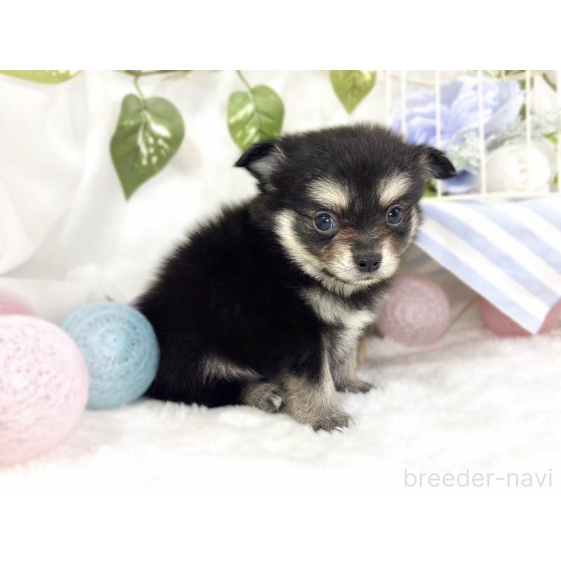 販売中の滋賀県のポメチワ:ポメラニアン×チワワ-447418の3枚目