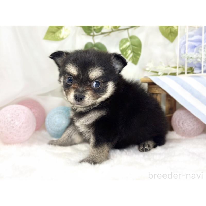 販売中の滋賀県のポメチワ:ポメラニアン×チワワ-447418の2枚目