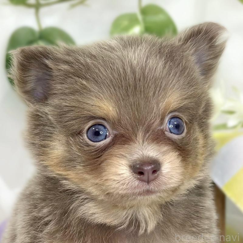 販売中の滋賀県のポメチワ:ポメラニアン×チワワ-447419