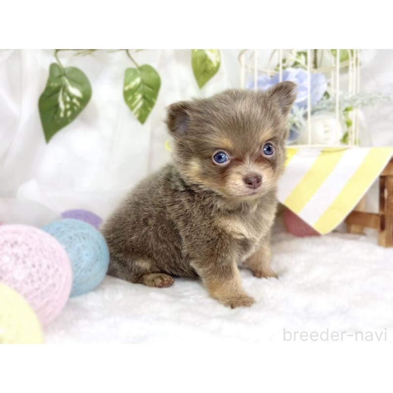 販売中の滋賀県のポメチワ:ポメラニアン×チワワ-447419の3枚目