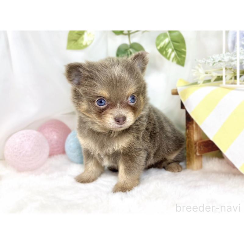 販売中の滋賀県のポメチワ:ポメラニアン×チワワ-447419の2枚目
