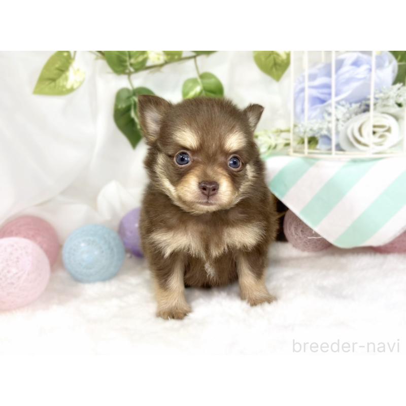 販売中の滋賀県のポメチワ:ポメラニアン×チワワ-447420の4枚目