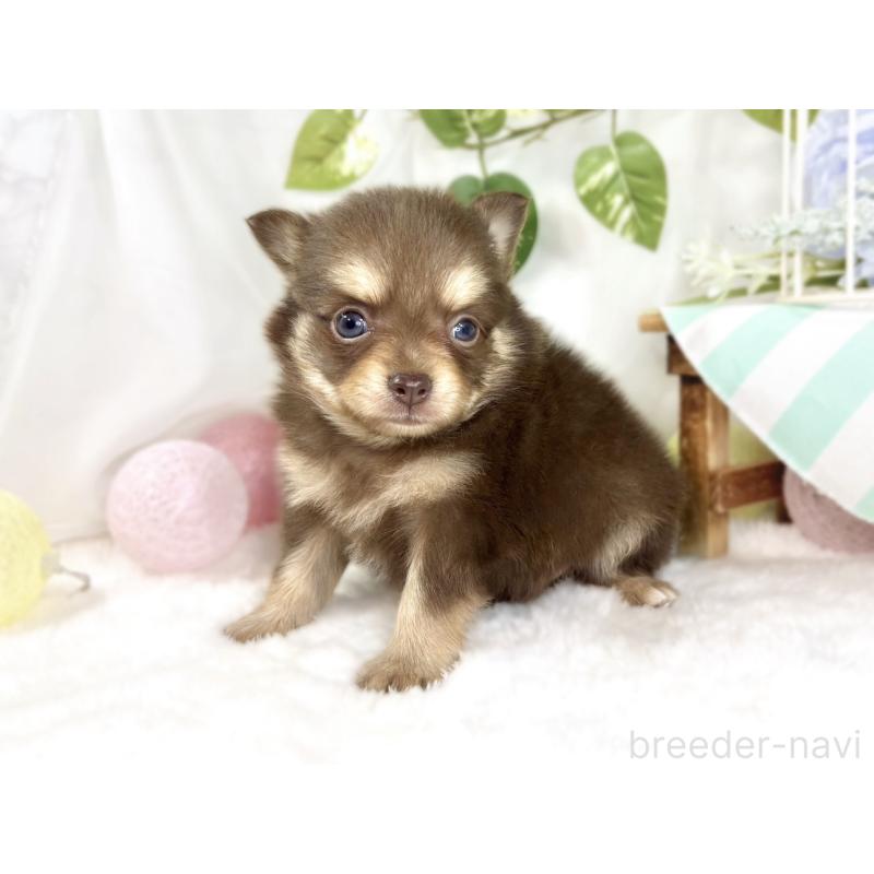 販売中の滋賀県のポメチワ:ポメラニアン×チワワ-447420の2枚目