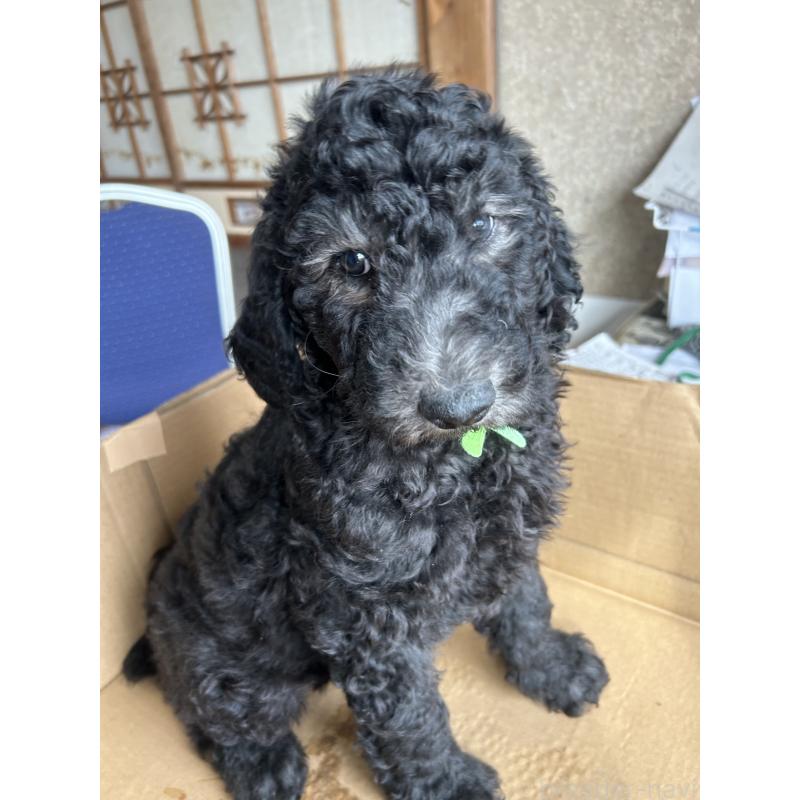 販売中の愛知県のスタンダードプードル-444465