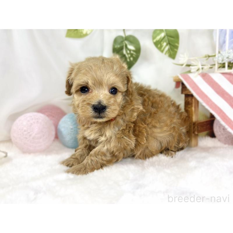 販売中の滋賀県のマルプー:マルチーズ×トイプードル-447421の2枚目