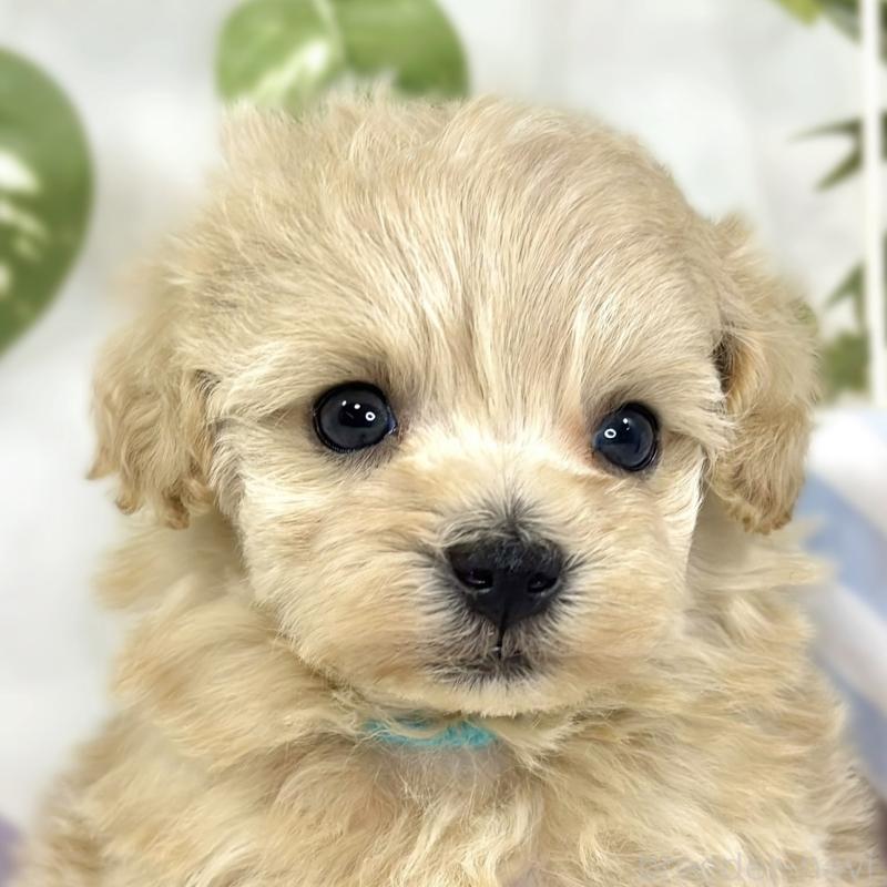 販売中の滋賀県のマルプー:マルチーズ×トイプードル-447422の1枚目