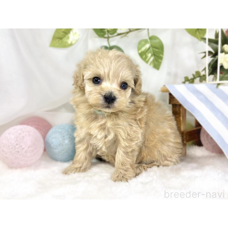 販売中の滋賀県のマルプー:マルチーズ×トイプードル-447422の3枚目