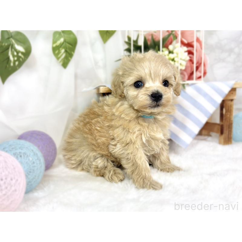 販売中の滋賀県のマルプー:マルチーズ×トイプードル-447422の2枚目