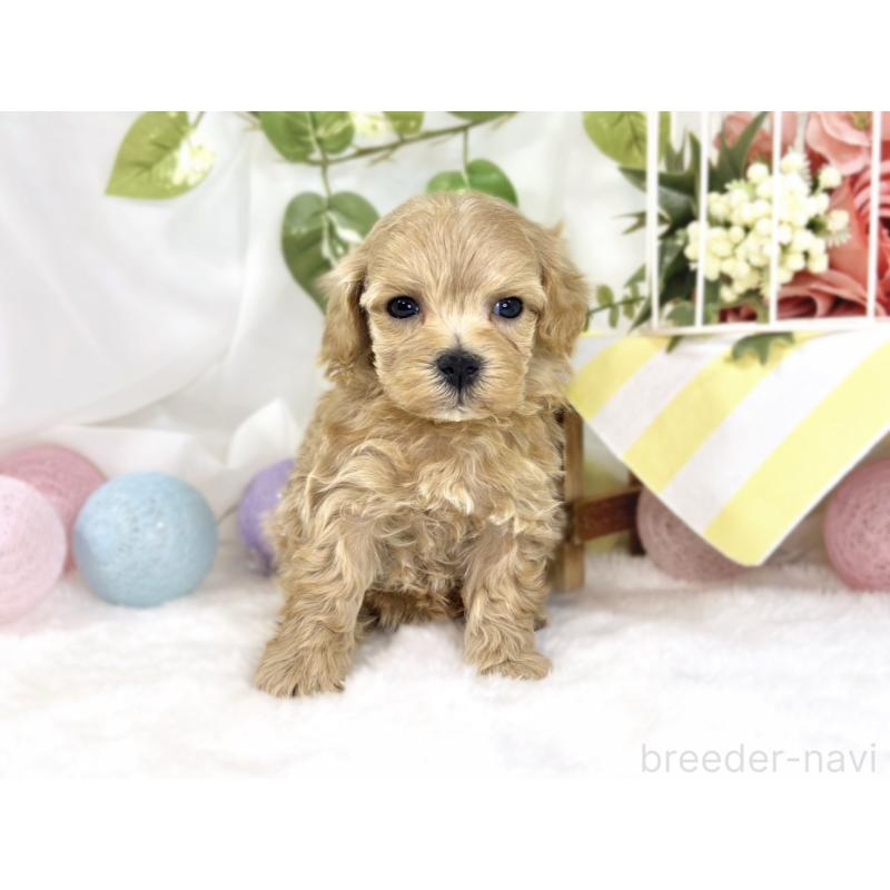 販売中の滋賀県のマルプー:マルチーズ×トイプードル-447423の4枚目