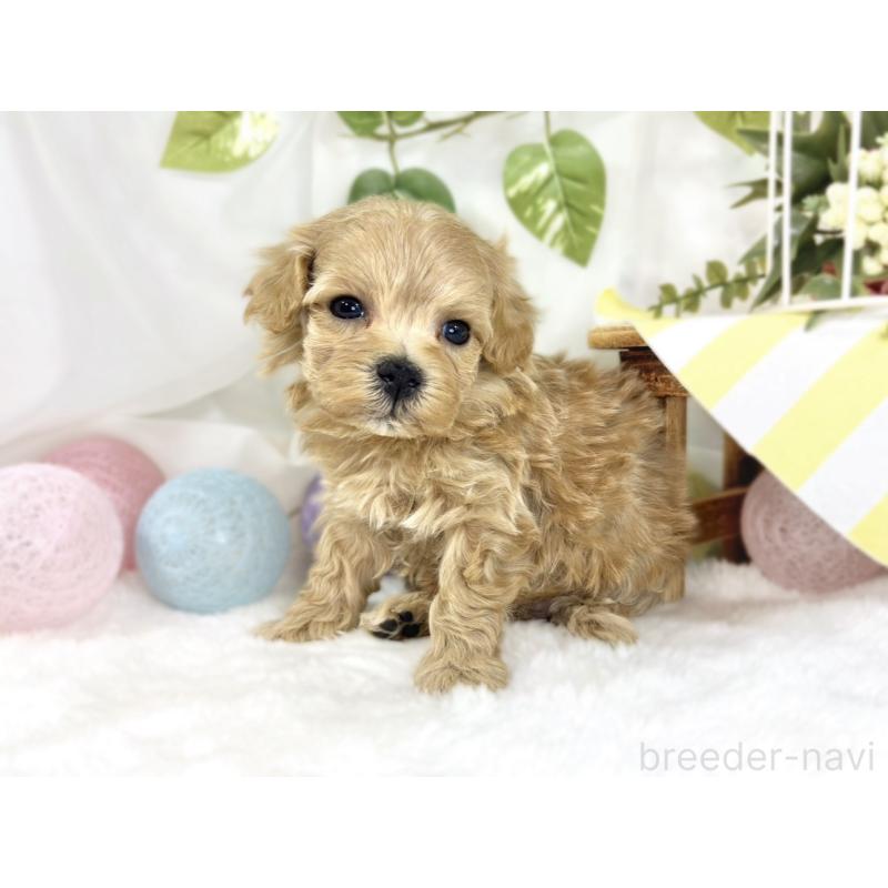 販売中の滋賀県のマルプー:マルチーズ×トイプードル-447423の3枚目