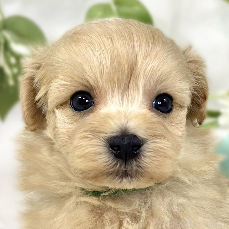 販売中の滋賀県のマルプー:マルチーズ×トイプードル-447424の1枚目