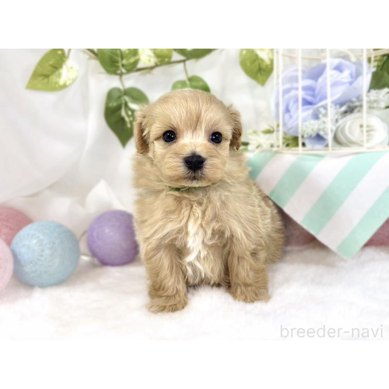 販売中の滋賀県のマルプー:マルチーズ×トイプードル-447424の4枚目