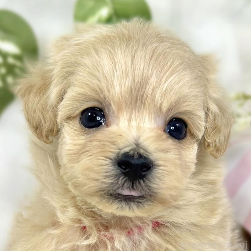 販売中の滋賀県のマルプー:マルチーズ×トイプードル-447425