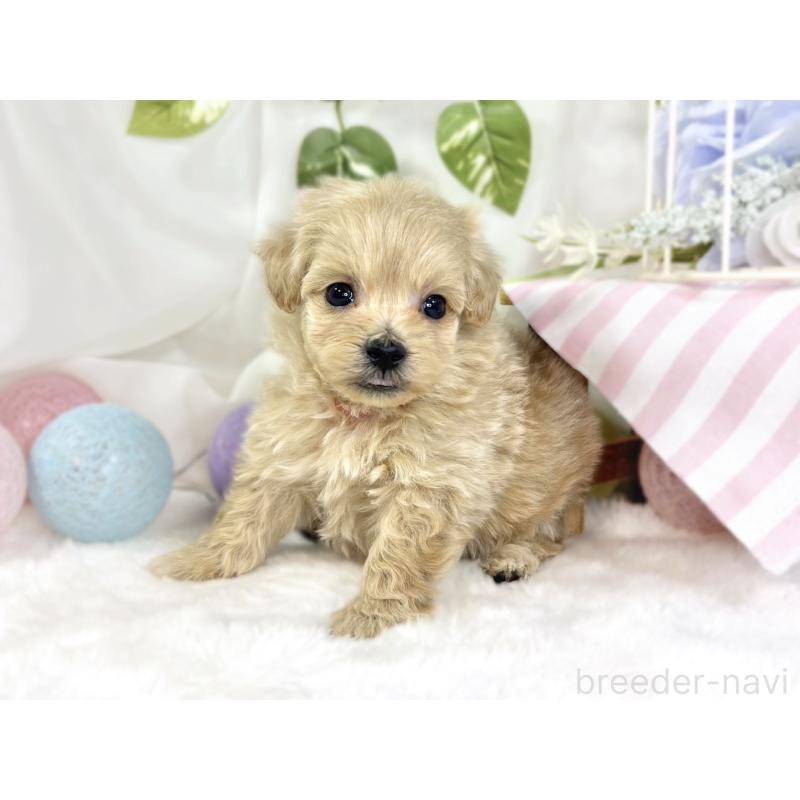 販売中の滋賀県のマルプー:マルチーズ×トイプードル-447425の3枚目