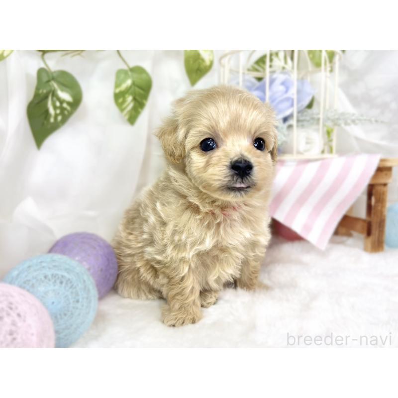 販売中の滋賀県のマルプー:マルチーズ×トイプードル-447425の2枚目