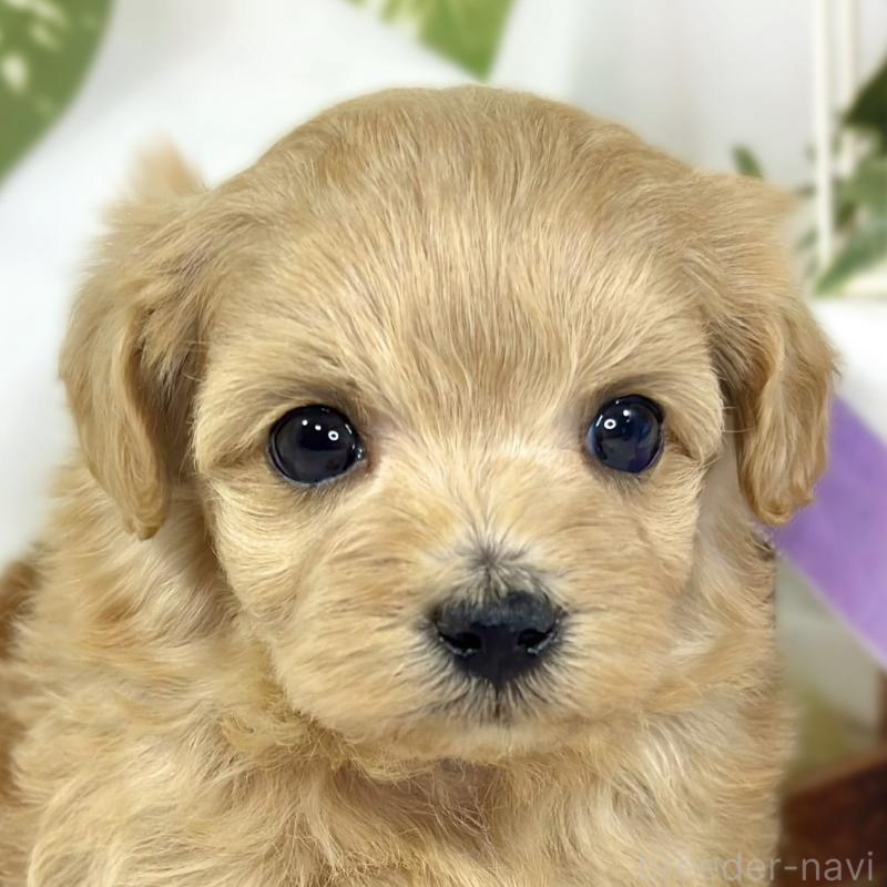 販売中の滋賀県のマルプー:マルチーズ×トイプードル-447426